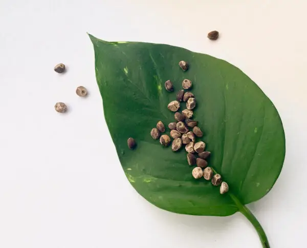 Morning Glory Seeds